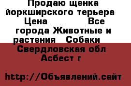 Продаю щенка йоркширского терьера  › Цена ­ 20 000 - Все города Животные и растения » Собаки   . Свердловская обл.,Асбест г.